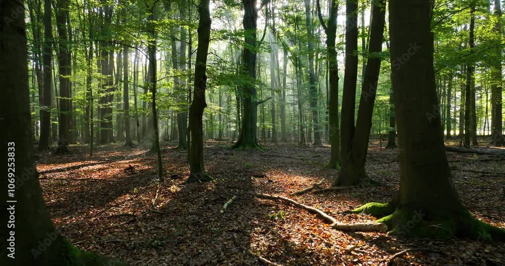 Beautiful sunny morning in green forest Beautiful sunny morning in green forest