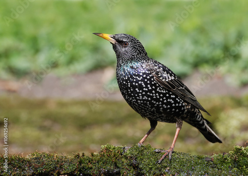 Common Starling