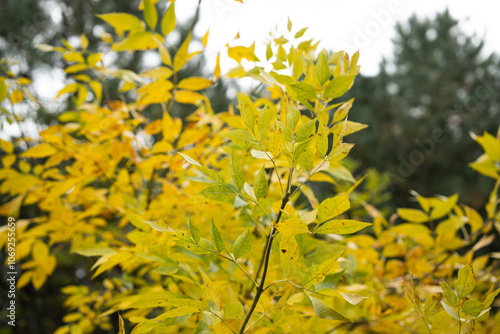 Golden autumn colors in the forest