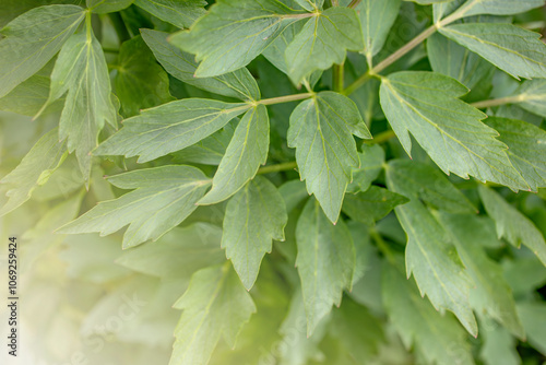 Cluster green lovage (Levisticum officinale) as background