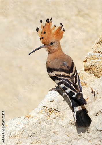 Eurasian Hoopoe