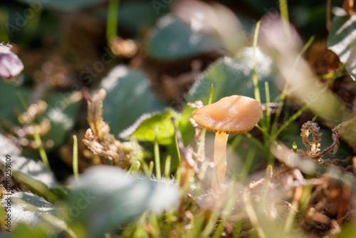bonnet - galerina heterocystis