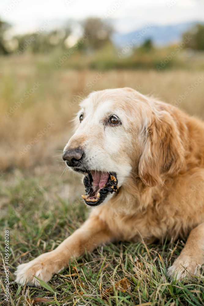 Senior golden retriever making funny face with mouth open after eating birthday cake outdoors Senior golden retriever making funny face with mouth open after eating birthday cake outdoors