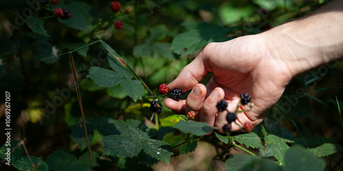 Gathering wild blackberries during a forest walk, a true connection with nature. Fresh, ripe, and bursting with , these wild fruits are the perfect treat from the forest's walk. photo