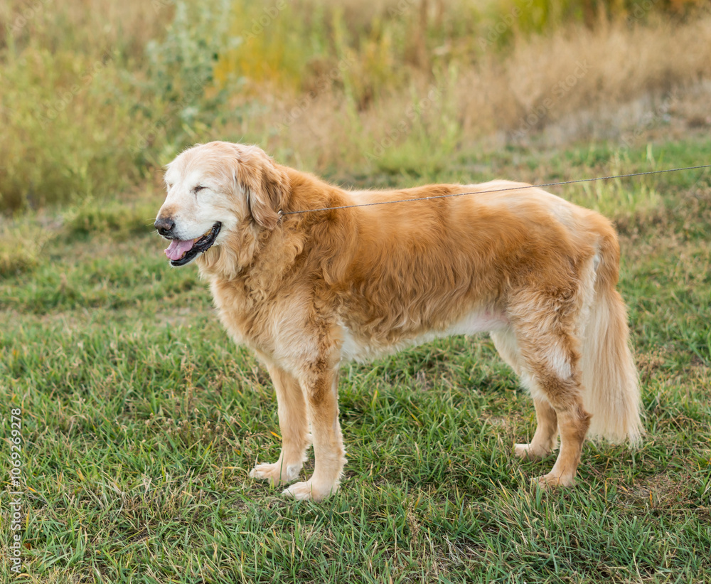Happy senior golden retriever standing on a leash outdoors in grassy field with eyes closed Happy senior golden retriever standing on a leash outdoors in grassy field with eyes closed