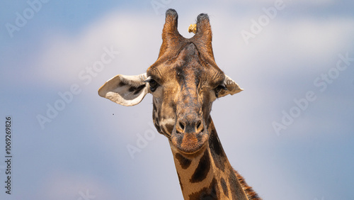 portrait of a giraffe