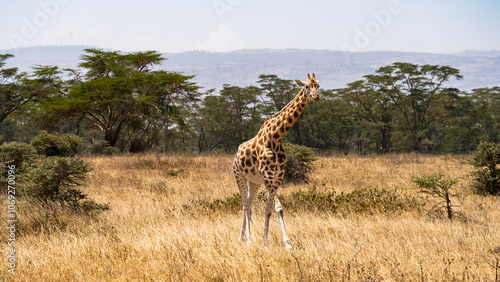 Canvas Print giraffe in the savannah