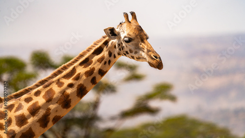Photography giraffe in the wild