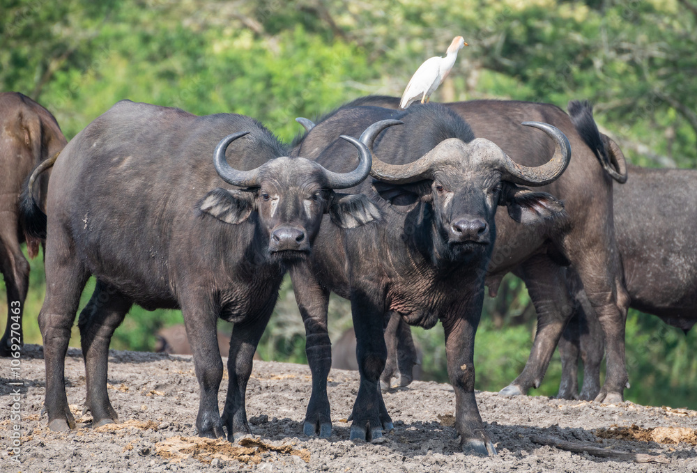 A large herd of water buffalo is standing together in a dirt field, Uganda A large herd of water buffalo is standing together in a dirt field, Uganda