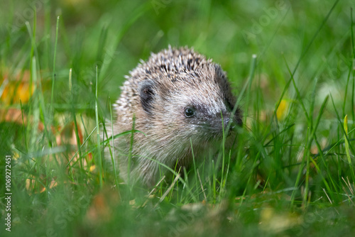 Hedgehog in grass