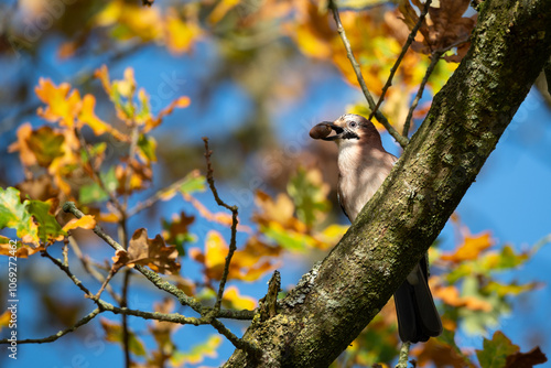 Jaybird in autumn