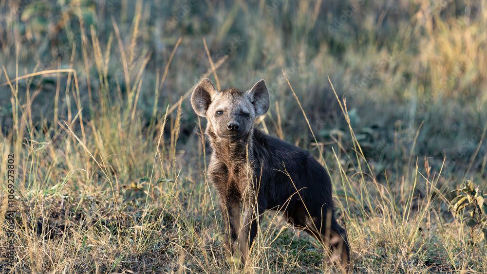 Fototapeta premium Young curious hyena