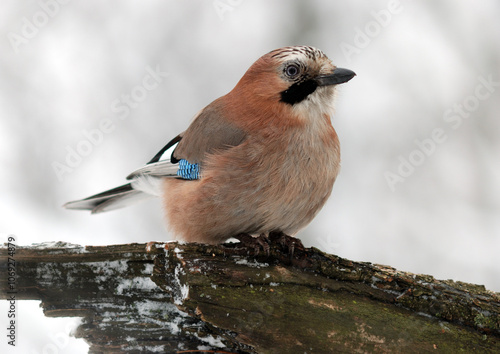 Eurasian Jay