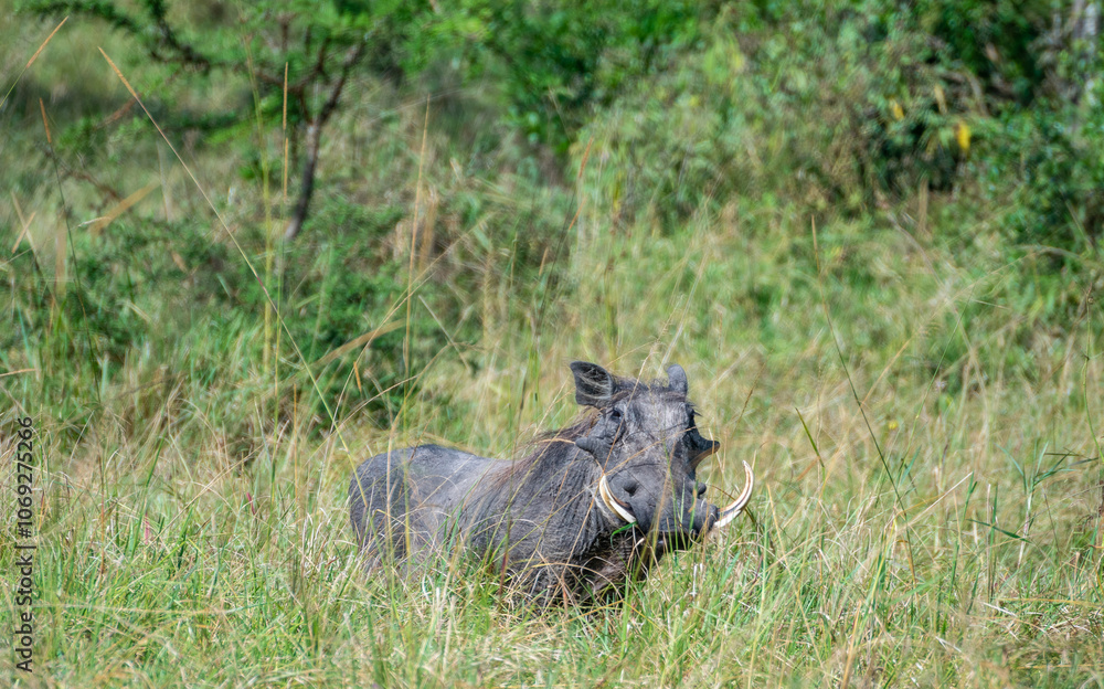African Warthog in wildlife, Lake Mburo National Park, Uganda African Warthog in wildlife, Lake Mburo National Park, Uganda