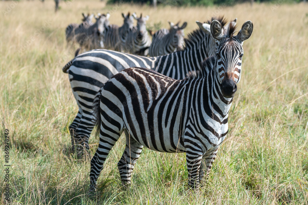 Obraz premium Zebras are standing together in a field filled, Lake Mburo National Park, Uganda