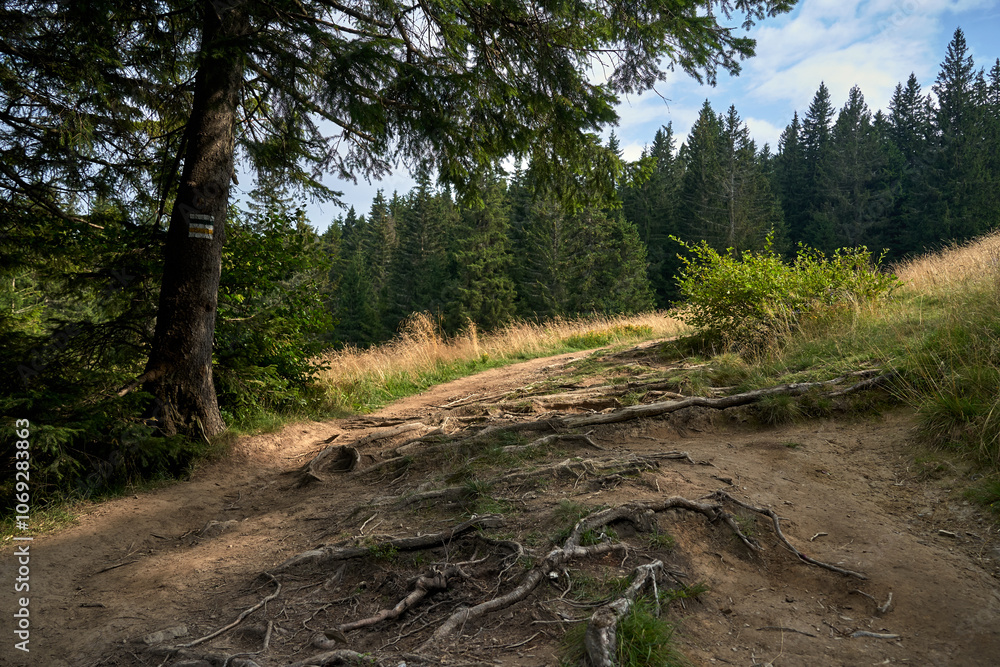 tree roots sticking out on a hiking trail in the Beskids tree roots sticking out on a hiking trail in the Beskids