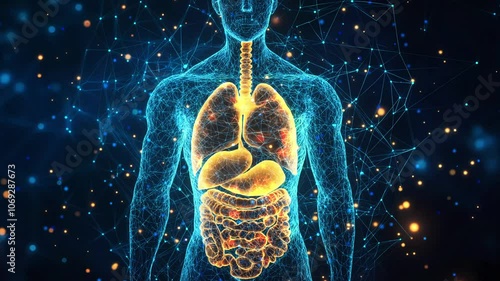 human anatomy illustration with internal organ on futuristic medical interface highlighting respiratory and digestive systems within transparent human body