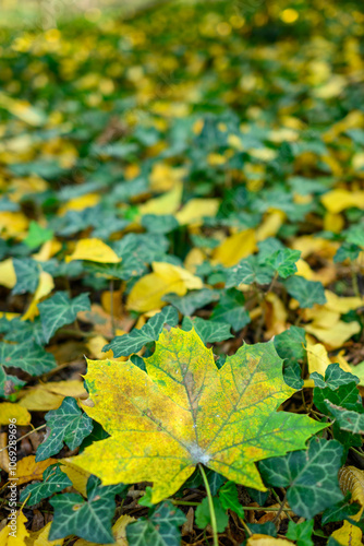 Autumn trees and leaves foliage, Kosutnjak park in Belgrade, Serbia photo