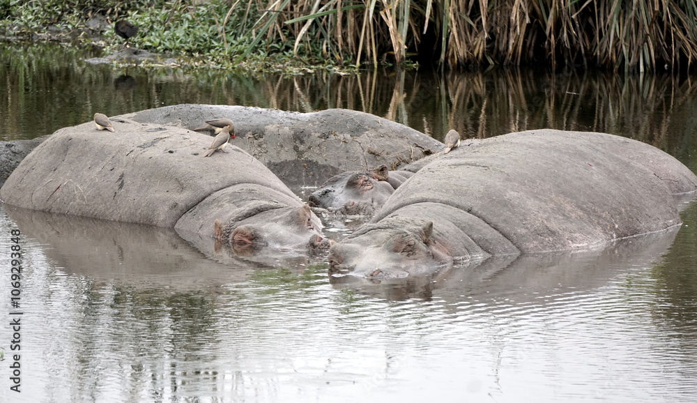 large group of hippos at a pond large group of hippos at a pond