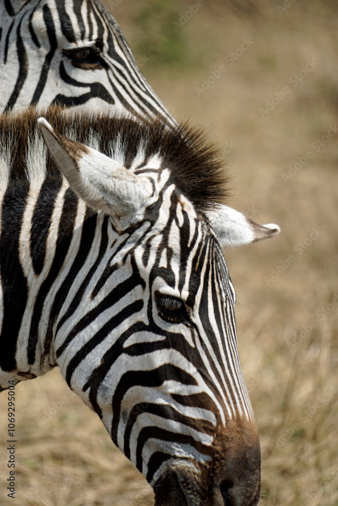 Naklejka premium zebra in the serengeti park