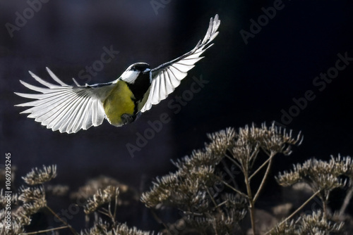 Una cinciallegra (Parus major) vola con le ali spiegate sopra un cespuglio alla ricerca di un posto dove fermarsi. photo