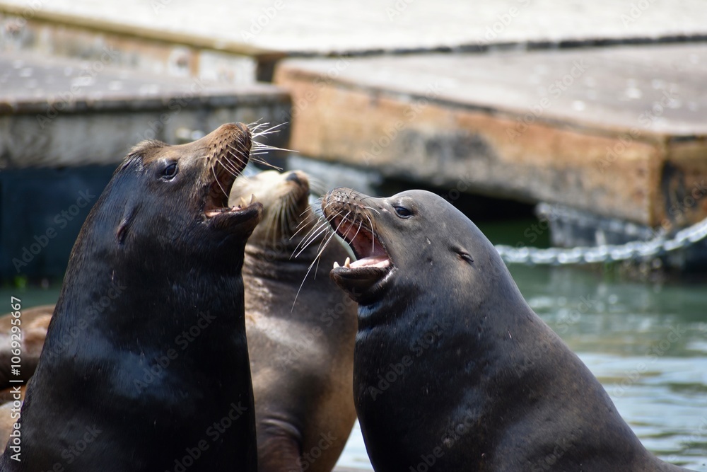 Fototapeta premium Two playful sea lions interacting with each other in the water. 