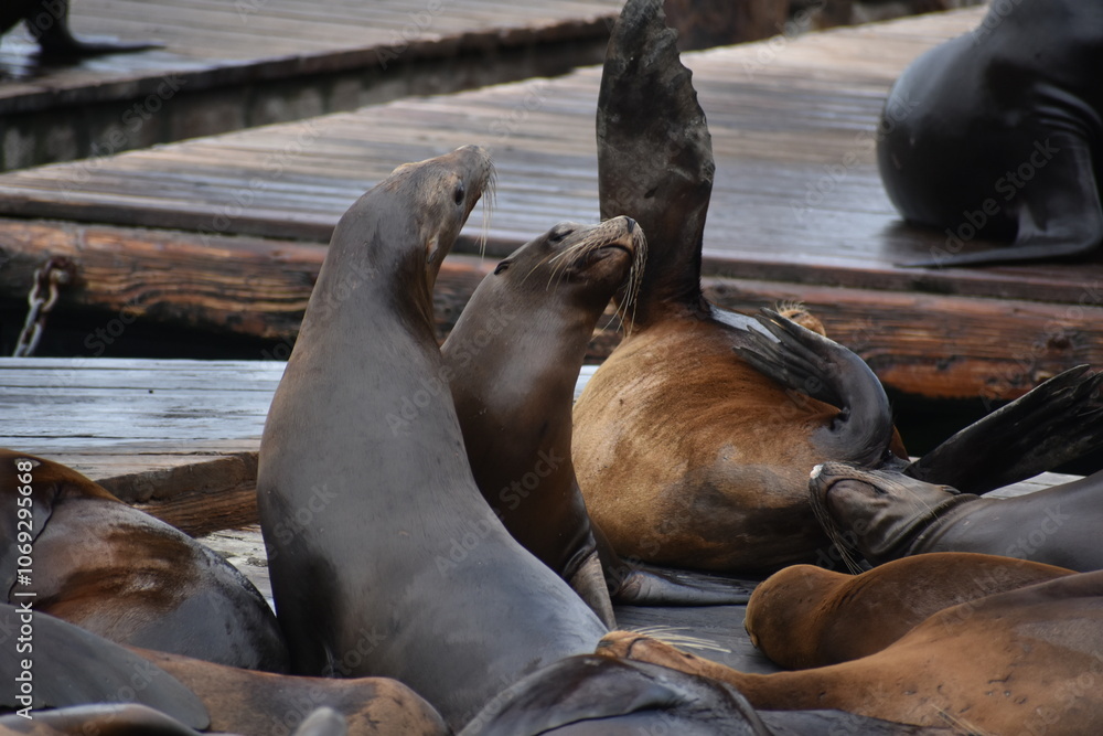 Fototapeta premium Sea lions playing in San Francisco 