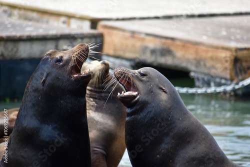 Two playful sea lions interacting with each other in the water. 