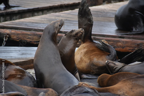 Sea lions playing in San Francisco  photo