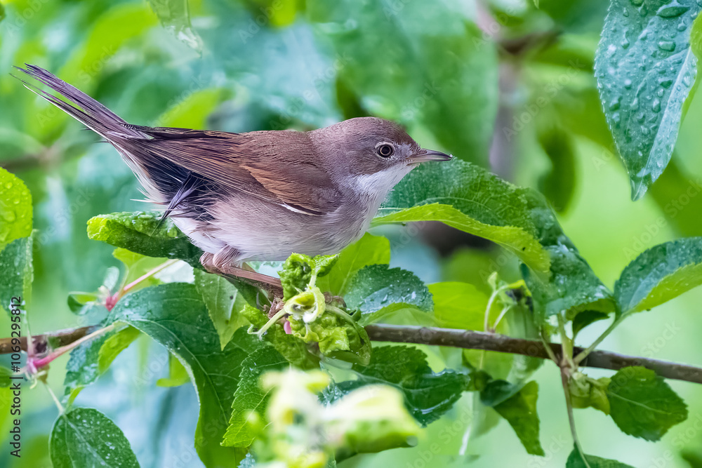Una sterpazzola (Sylvia communis) appollaiata su un ramo di un albero si guarda intorno in cerca di insetti da mangiare. Una sterpazzola (Sylvia communis) appollaiata su un ramo di un albero si guarda intorno in cerca di insetti da mangiare.