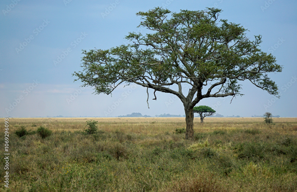 cheetah in a tree in the serengeti park cheetah in a tree in the serengeti park