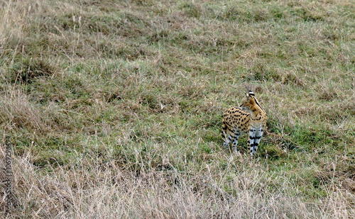Photography African Serval in the Serengeti