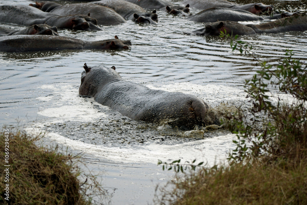 Naklejka premium large group of hippos at a pond