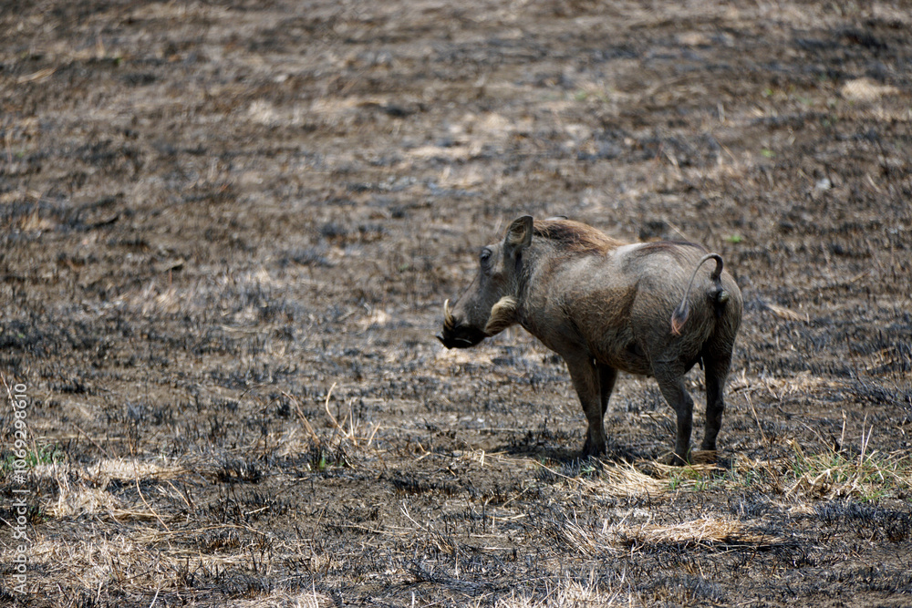 Fototapeta premium warthog in the serengeti savanna