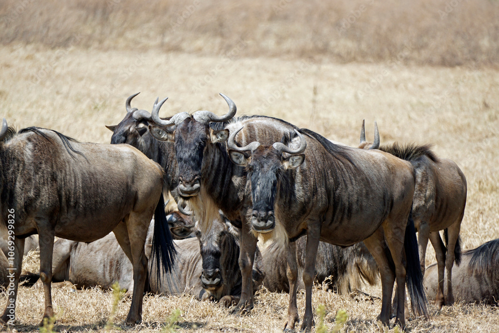 wildebeast in the serengeti park wildebeast in the serengeti park