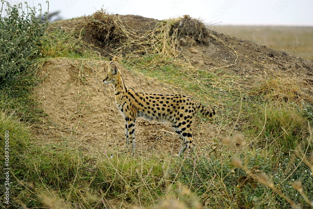 African Serval in the Serengeti African Serval in the Serengeti