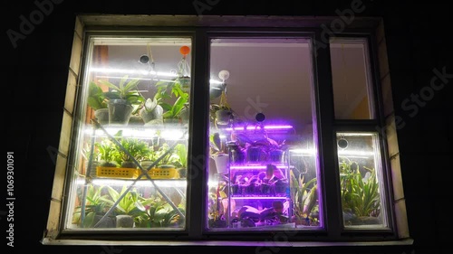 Potted houseplants stand near the window. Purple lighting for flowers and growth of various plants. LED phytolamps for flowers photo