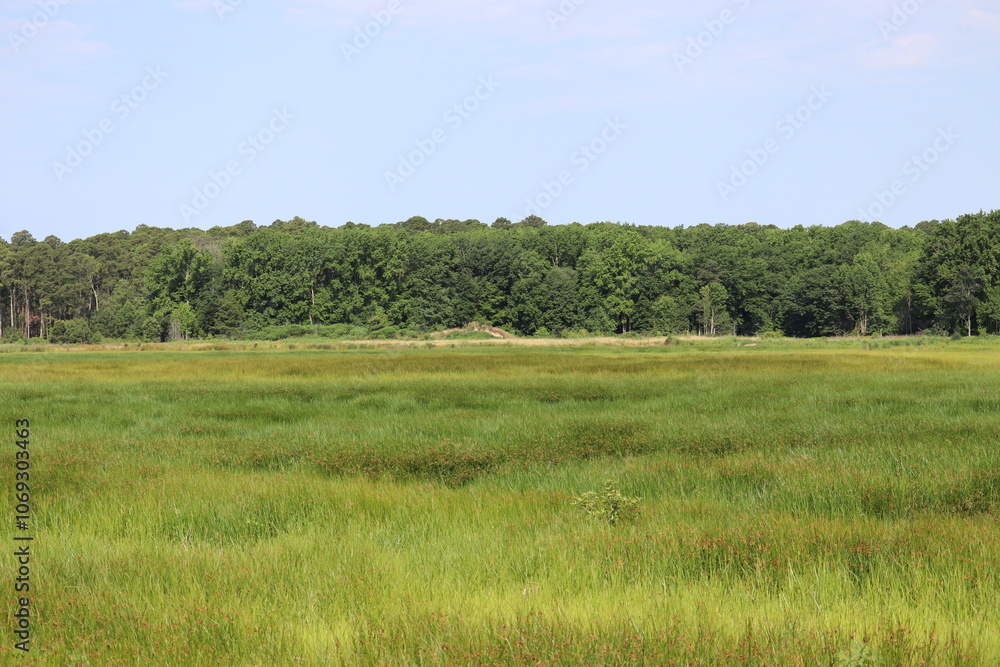 Obraz premium fields