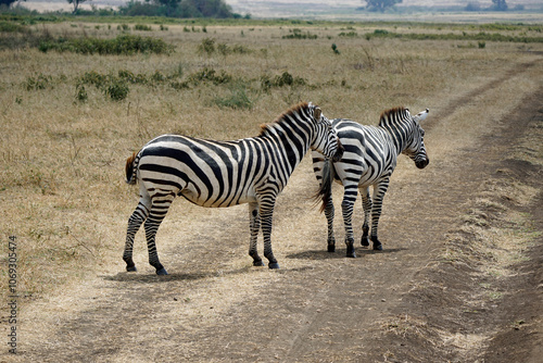 zebra in the serengeti park