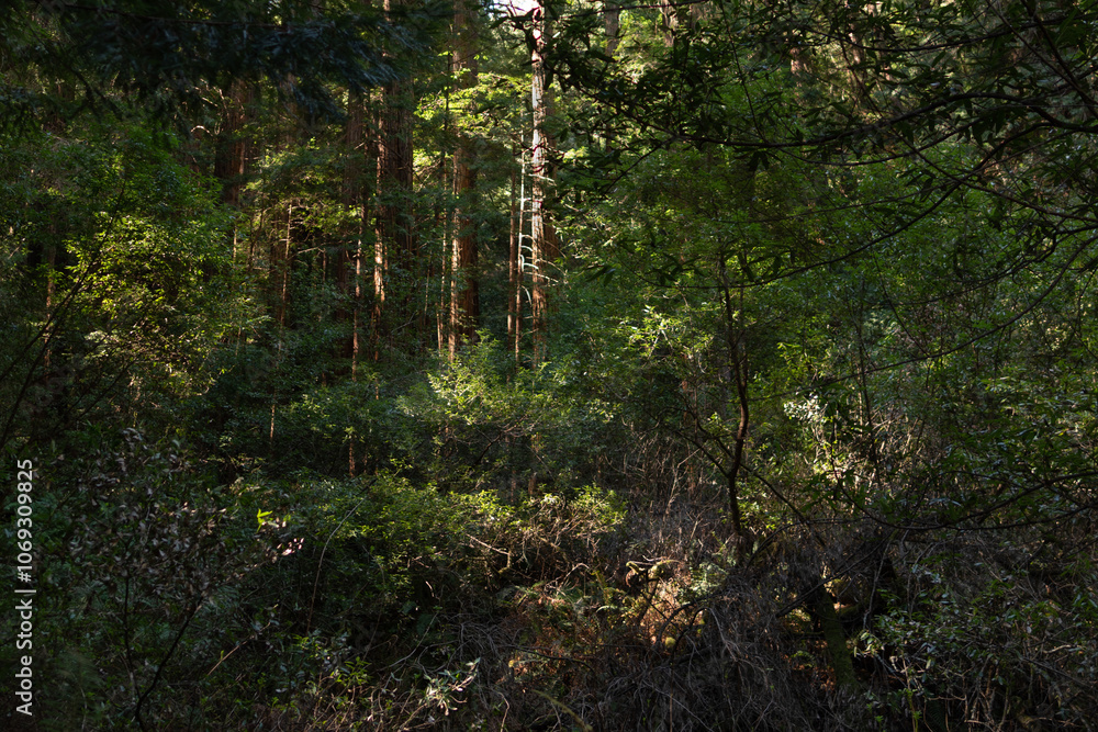 Obraz premium Muir Woods National Monument near San Francisco, California