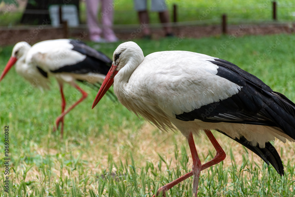 white stork ciconia white stork ciconia