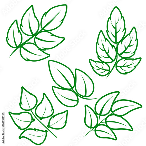 Different green leaves of trees and plants, leaf and swirls branches shapes collection. Stock vector contour icons isolated white background for ecographic, natural design, vegan logo, bio labels photo