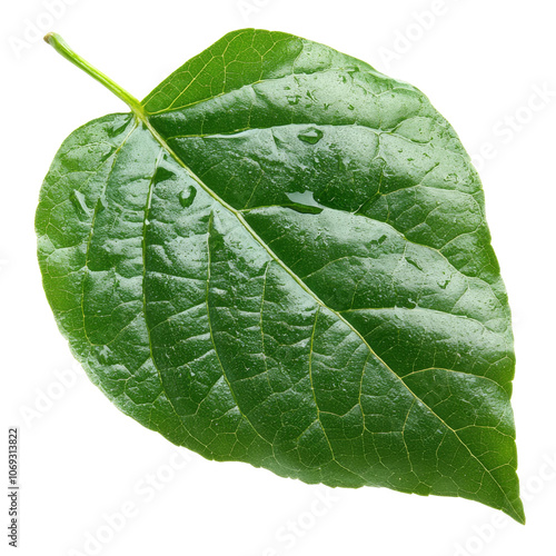 Large green leaf with water droplets on it photo