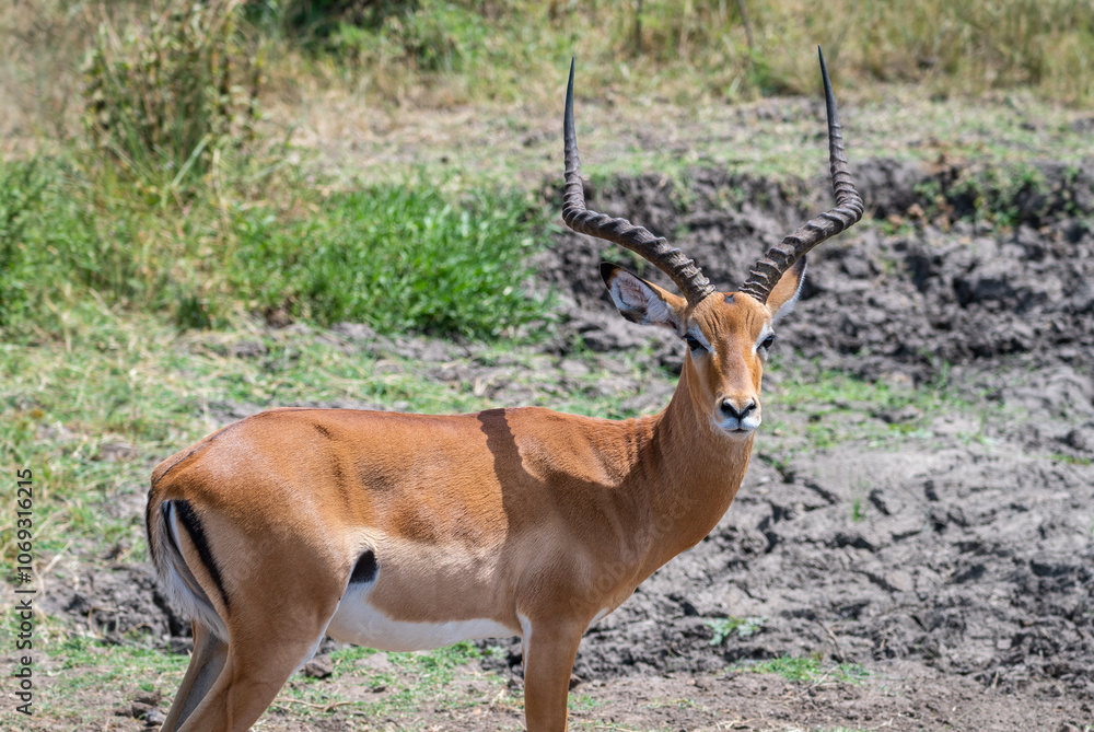 Tommy antelope stands peacefully, Lake Mburo National Park, Uganda Tommy antelope stands peacefully, Lake Mburo National Park, Uganda