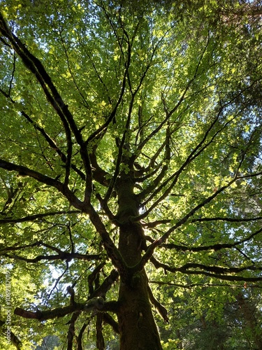Green Treetop with backlight, tree trunk