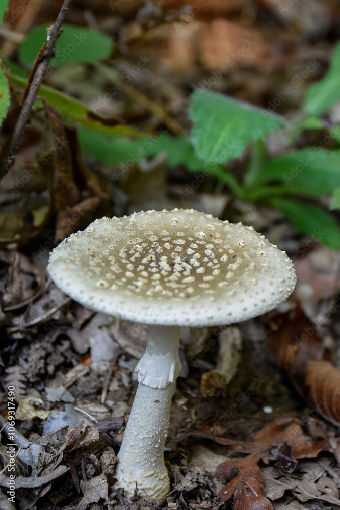 mushroom in the forest at sile, istanbul mushroom in the forest at sile, istanbul