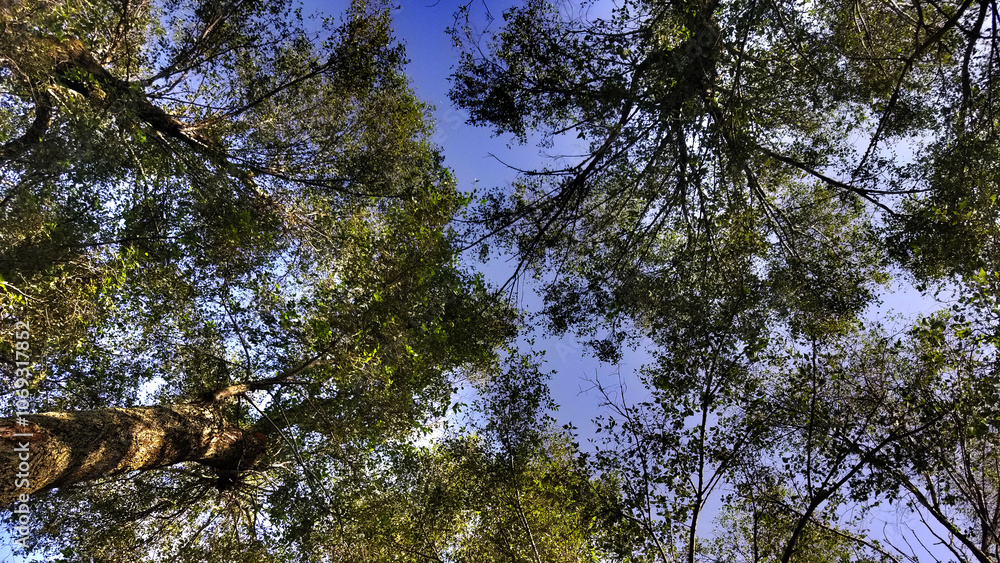 Fototapeta premium Looking up through trees