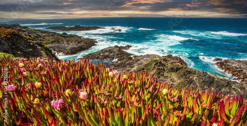 Ice plant blooming on bluffs over a beach at Mendocino California