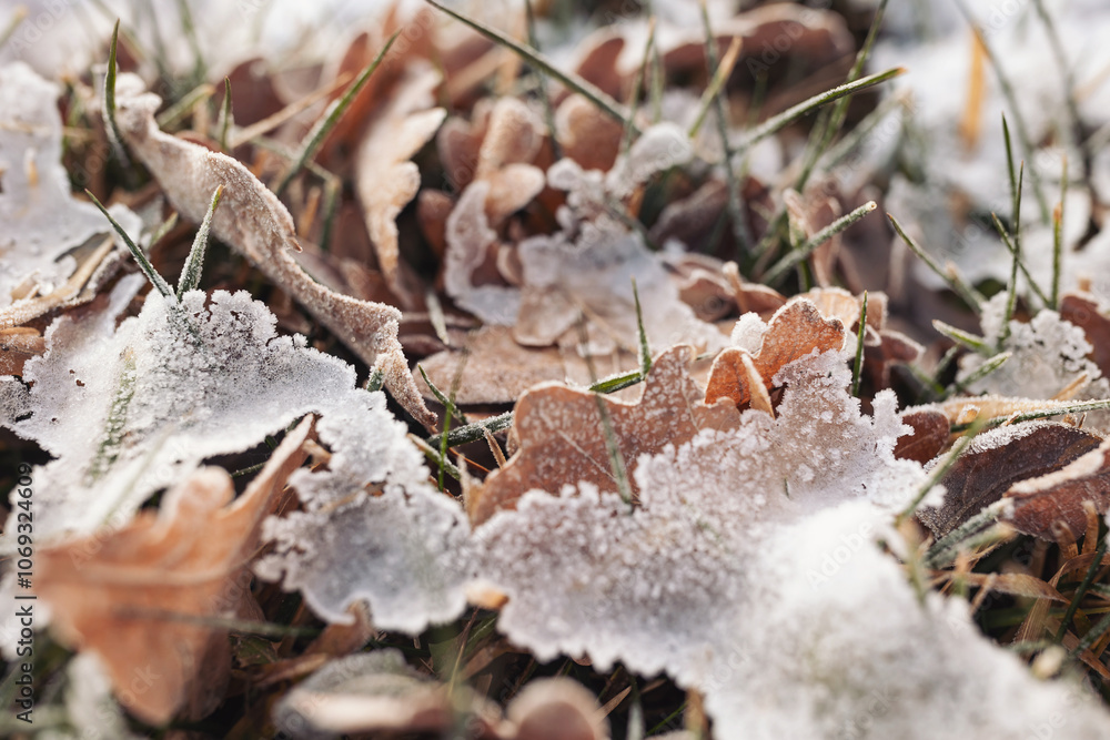 Fresh snow and ice on pile of leaves. ice during winter seasons. Natural abstraction. frozen leaves on the ground in winter season Fresh snow and ice on pile of leaves. ice during winter seasons. Natural abstraction. frozen leaves on the ground in winter season