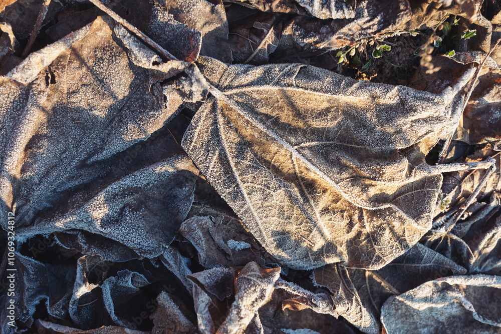 Texture of some leaves covered by snow and ice on a winter day. frozen leafs, winter, wintery leafs, frost, cold, leaves on the ground, ground frost, Texture of some leaves covered by snow and ice on a winter day. frozen leafs, winter, wintery leafs, frost, cold, leaves on the ground, ground frost,
